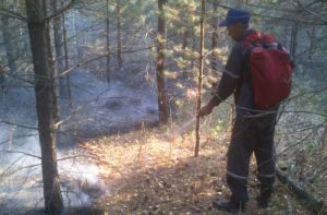 Два лесных пожара ликвидировали в Пензенской области