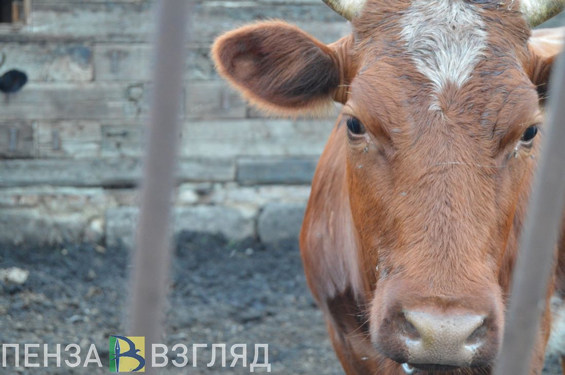 Купить Теленка В Пензенской Области Каменского Района