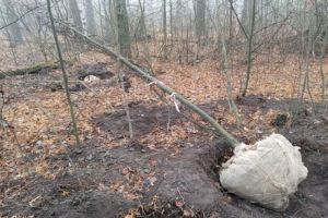 В Пензенской области незаконно выкопали тринадцать лип