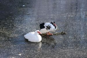 В Пензе обнаружен вмерзший в лед мужчина