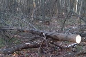 В Пензенской области незаконно вырубили деревьев на 80 тысяч рублей
