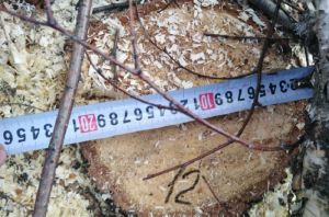 В Пензенской области незаконно вырубили сосен на 133 тысячи рублей