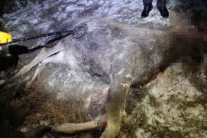 В Кузнецком районе браконьеры убили самку лося