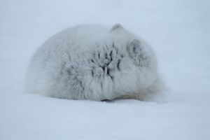 Это песец? Жительница Пензенской области возмутилась увиденному