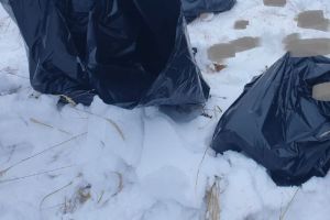 В Пензенской области браконьеры убили самку лося