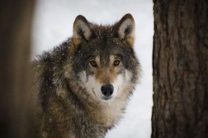 Убитые волки, сугробная авария, поздравление с Рождеством – главные новости Пензы и области за 7 января