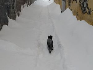 Фотовзгляд: Белый снег. Черный кот