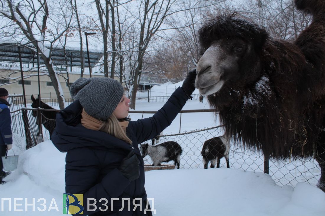 Жизнь как зоопарк. Ночь в зоопарке Пенза. Кто в Пензенском зоопарке.