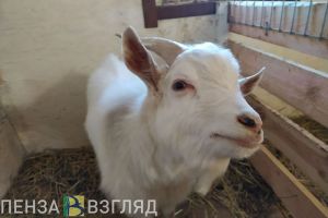 Житель Пензенской области ответит за козу перед судом
