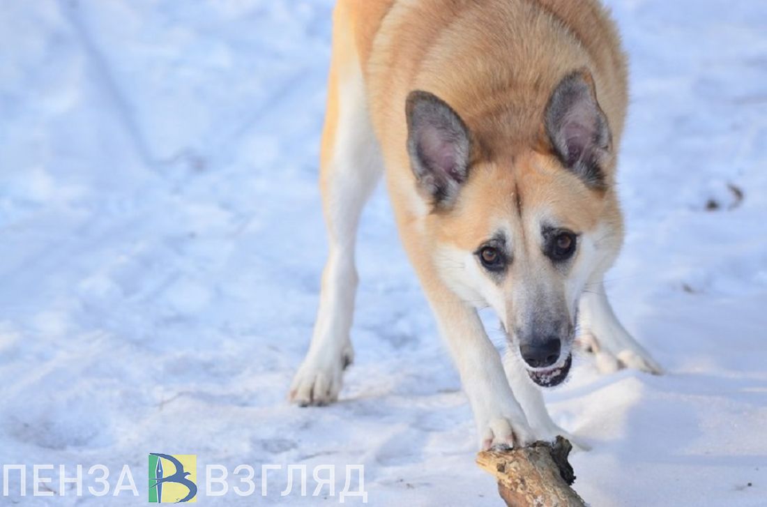 В Пензе бродячие собаки нападают на учеников школы №66