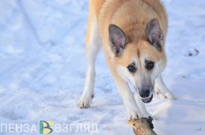 В Пензе бродячие собаки нападают на учеников школы №66