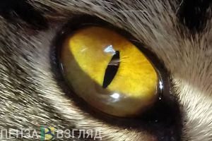 Эксперты рассказали, как наживаются ветеринары на владельцах домашних питомцев