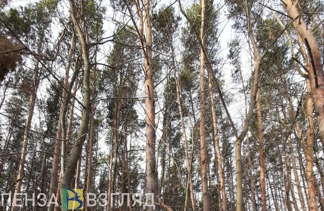 В пензенском лесу поймали мужчину с запрещенным веществом
