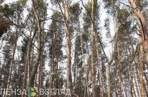 В пензенском лесу поймали мужчину с запрещенным веществом