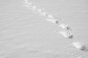 Пензенцев насторожили следы возле дачи. Оказалось, не напрасно