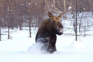 Ущерб более 200 тысяч. Под Пензой незаконно добыли самца лося