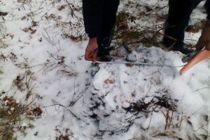 В Пензенской области «черные лесорубы» нарубили на крупный штраф