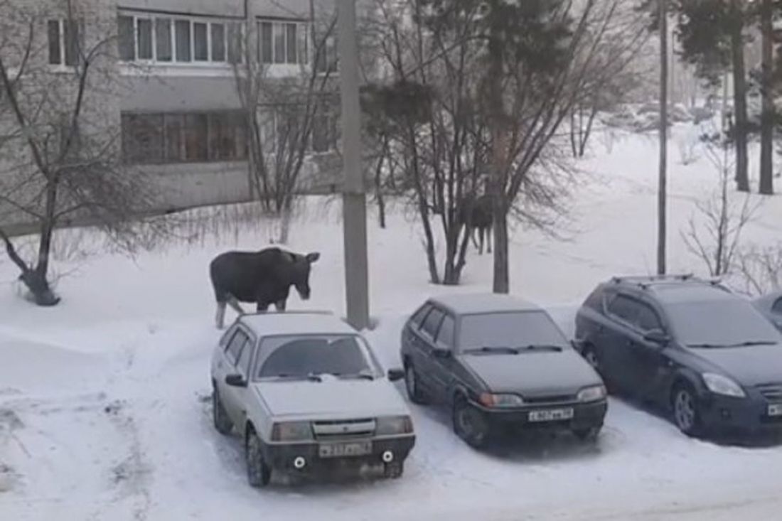 В Пензенской области вышедший из леса лось попробовал «дворники» на вкус. Видео