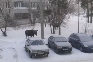В Пензенской области вышедший из леса лось попробовал «дворники» на вкус. Видео