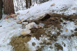 «Пиршество для собак»: в Ахунах к роднику сбросили тухлое сало и свиные ноги