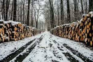 Под Сердобском незаконно нарубили леса на 31 миллион рублей