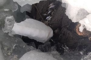 Пензенские рыбаки сообщили об «убийстве» очередного пруда. Фото