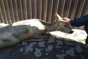Кузнецкие полицейские рассказали подробности спасения косули от стаи собак