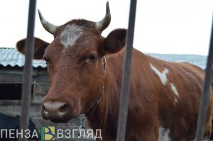 В Пензенской области увеличился валовой надой молока