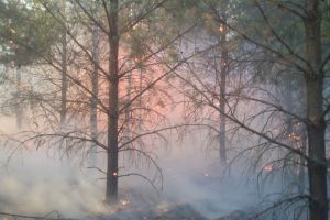 В Пензенской области ликвидированы два лесных пожара