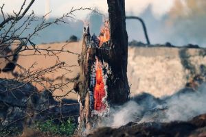 В Пензенской области снова загорелся лес
