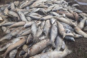 «Катастрофа». На пруду в Пензенской области обнаружены залежи мертвой рыбы. Фото