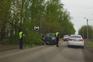 В пензенском районе Арбеково дерево рухнуло на легковой автомобиль
