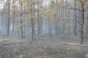 В Камешкирском районе Пензенской области огонь охватил лес