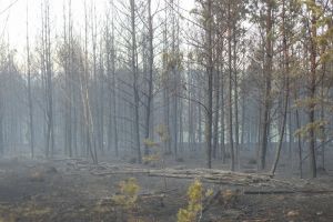 В Пензенской области огнем был охвачен лес