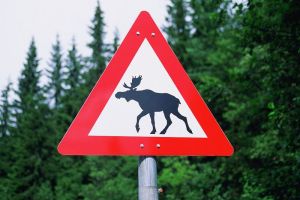 В Пензенской области за ночь водители сбили насмерть двух диких животных