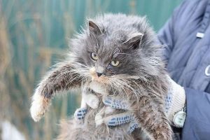 Соцсети: в Пензе мужчина ударил женщину из-за «кошачьего вопроса»