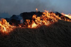 В селе под Пензой на площади 300 квадратных метров вспыхнула трава
