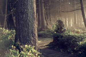 Спрятанный труп, доходы директоров и жесткое ДТП под Пензой: новости за 4 июня