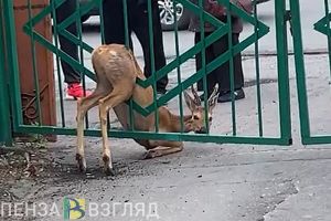 На Московской улице в Пензе в школьном заборе застряла косуля