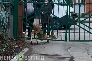 Измученную косулю, застрявшую в пензенском заборе, спасли