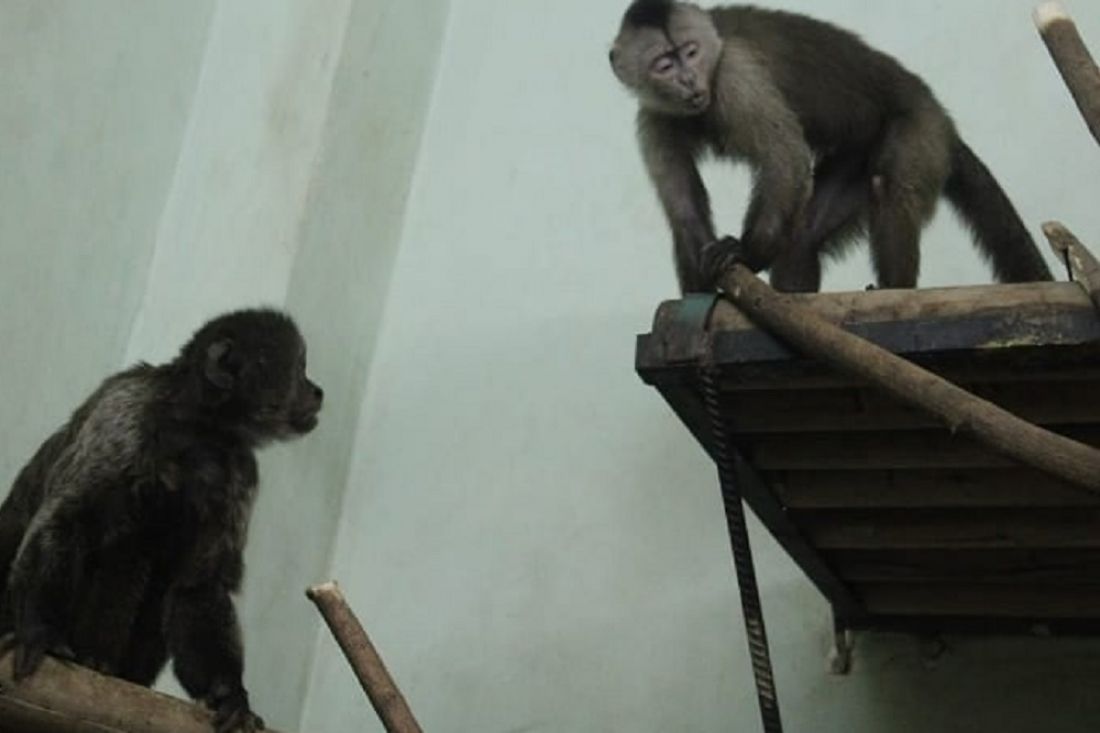 В московский зоопарк привезли. Пензенский зоопарк обезьяны. Московский зоопарк помещение для обезьян.
