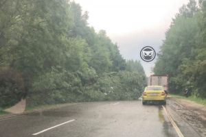 Под Сердобском упавшее дерево перегородило дорогу