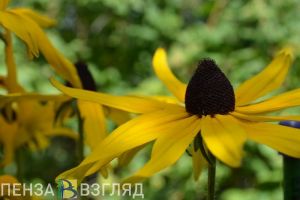 Пензенцев предупреждают об аномальной жаре