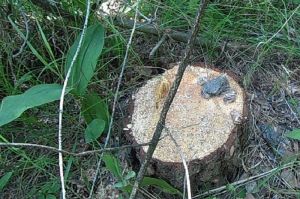Житель Пензенской области незаконно спилил три сосны