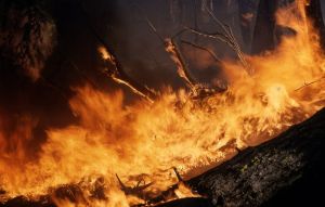 Лесной пожар ликвидировали в Пензенской области