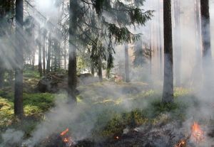 В Кузнецком районе произошел лесной пожар