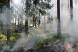 В Пензенской области потушено 36 лесных пожаров
