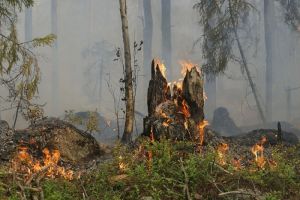 В Кузнецком районе загорелся лес