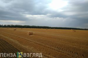 Двое жителей Пензенской области могут попасть в тюрьму за кражу с поля
