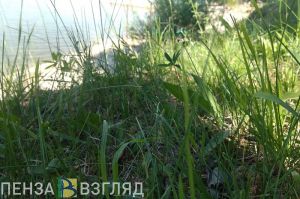 Утонувший под Пензой мужчина отдыхал в компании друзей
